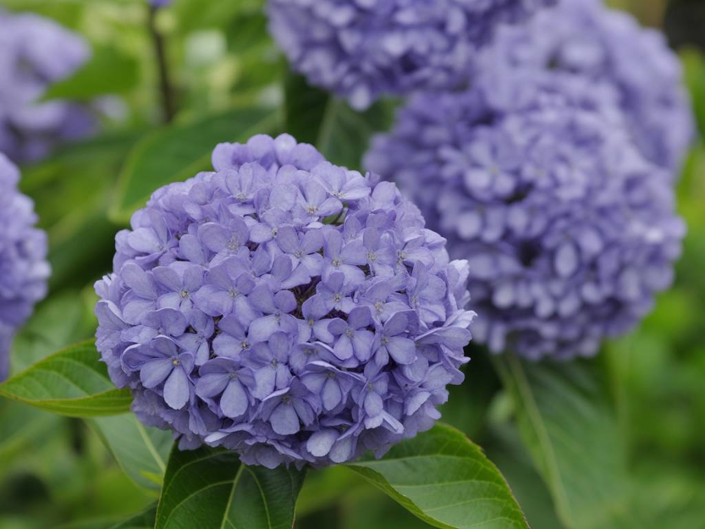 Garten hortensie pflege im ländlichen gartenbau: bewässerung, bodenverbesserung und düngung für kräftige blüten