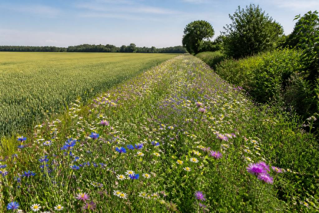 Biodiversität im Ackerbau: Blühstreifen, Feldränder und Nützlingsförderung als Schlüssel für stabile Erträge